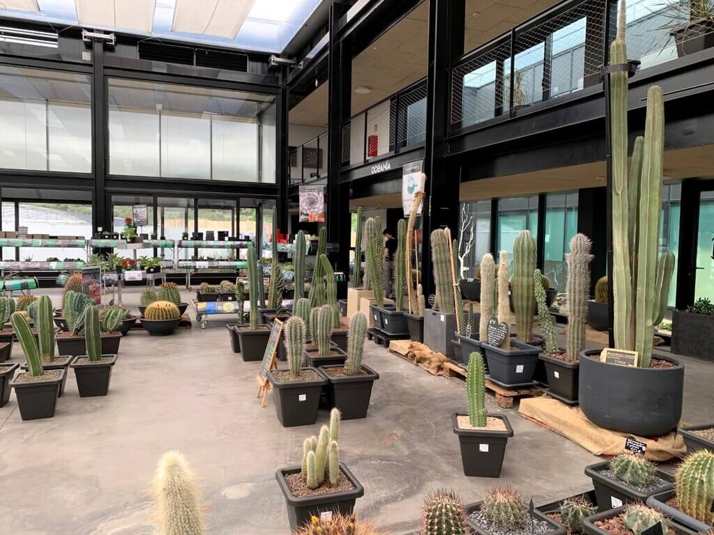 Cactus del vivero - tienda