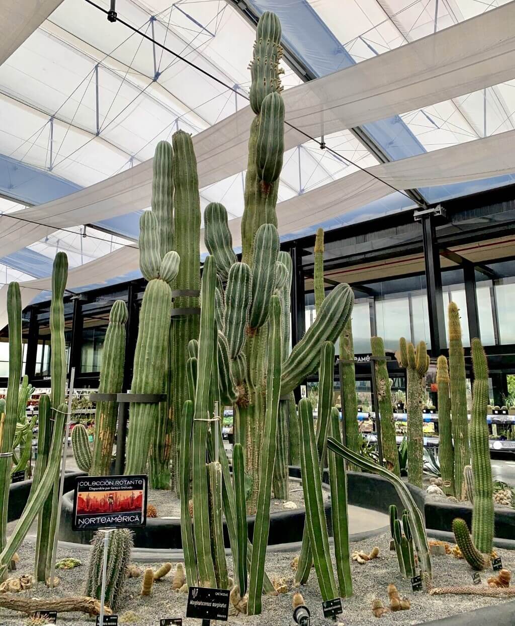 cactus gigantes