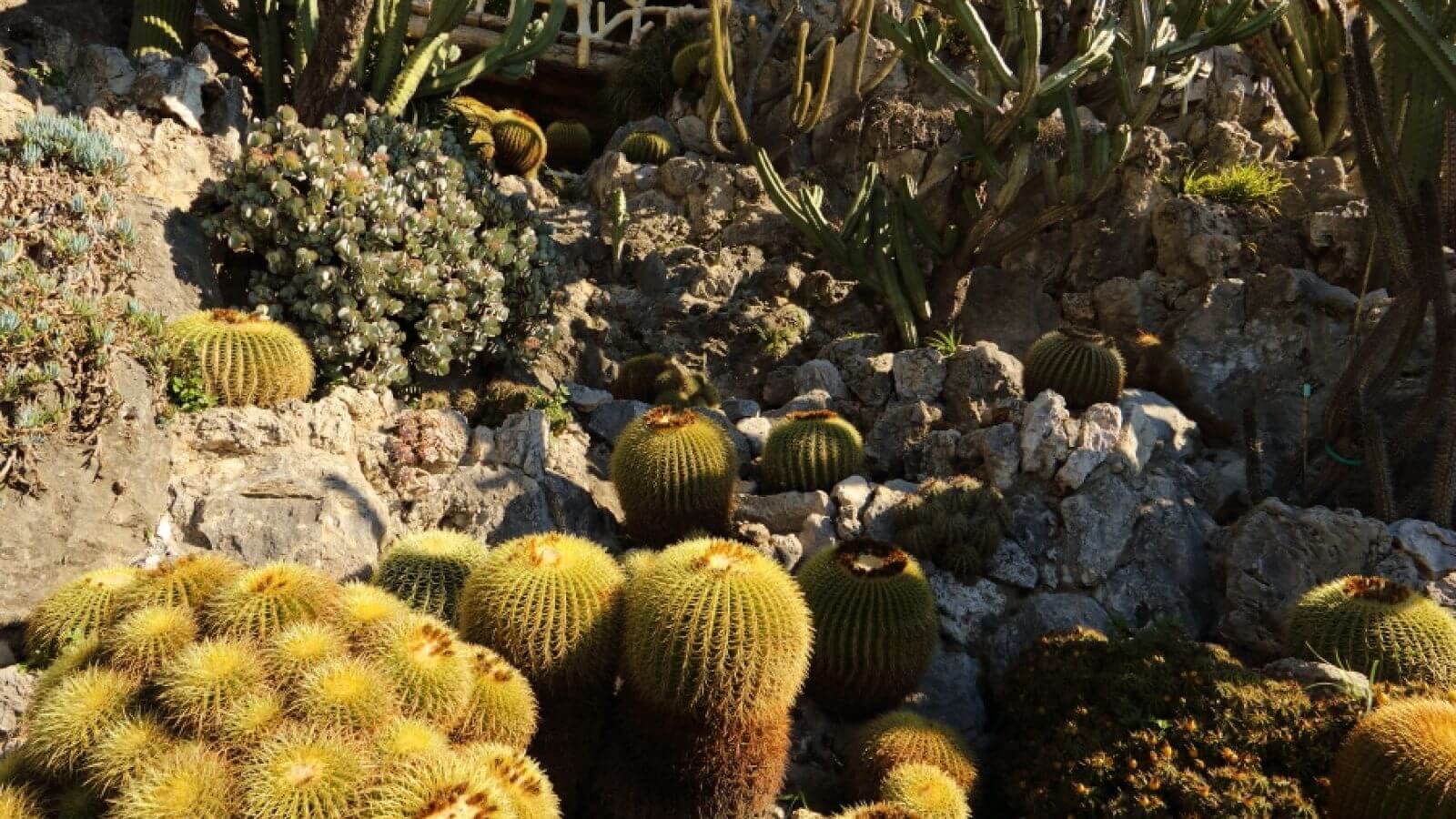 Interior Jardín Exótico de Eze