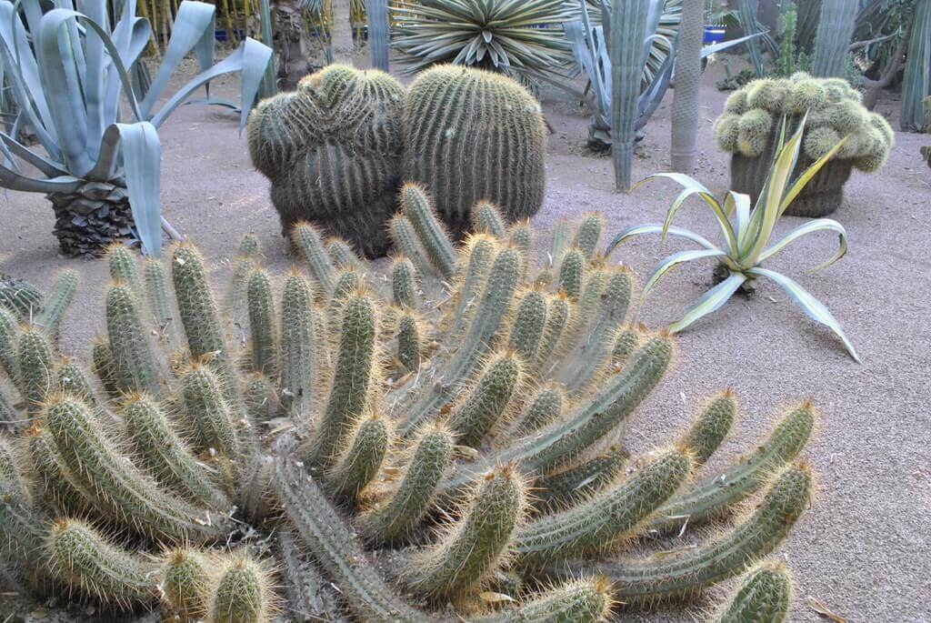 jardín majorelle, marrakech