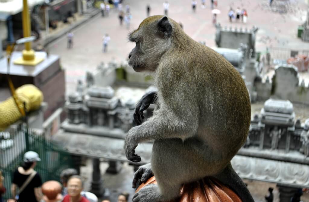 Macaco en las Batu Caves