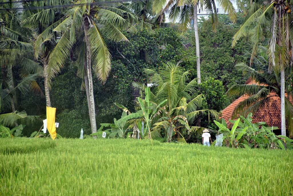 ruta de 10 días por Bali