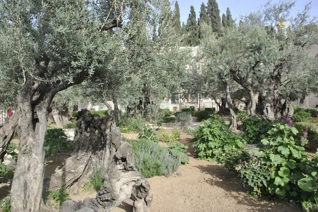 Jardín de Getsemaní