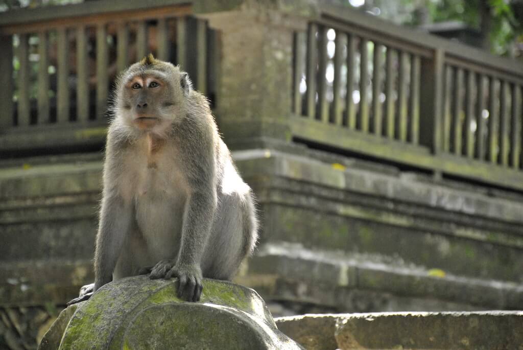 Macaco desafiante en Monkey Forest