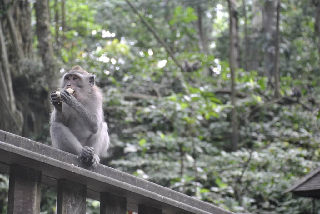 monkey forest, Bali