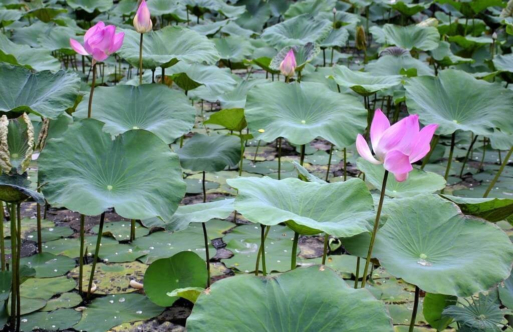 café lotus Bali