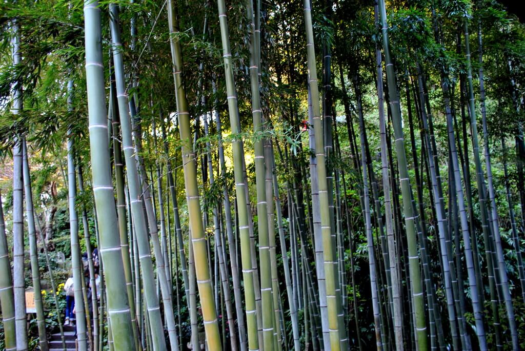 Jardín de bambú en el templo Hase-Dera