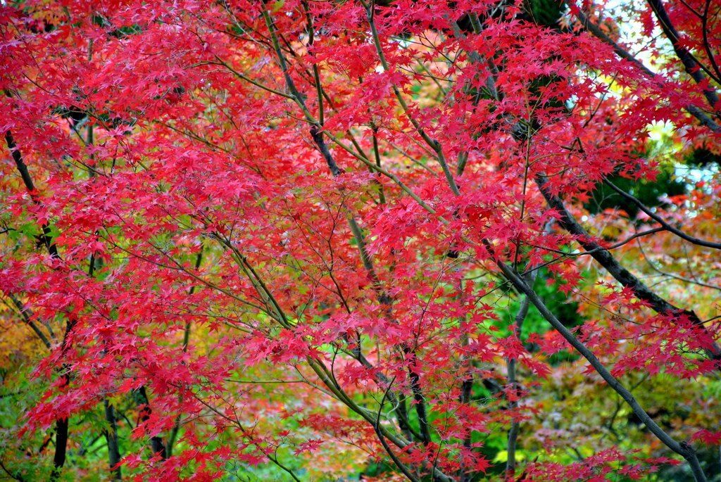 Momiji en el Paseo de la Filosofía