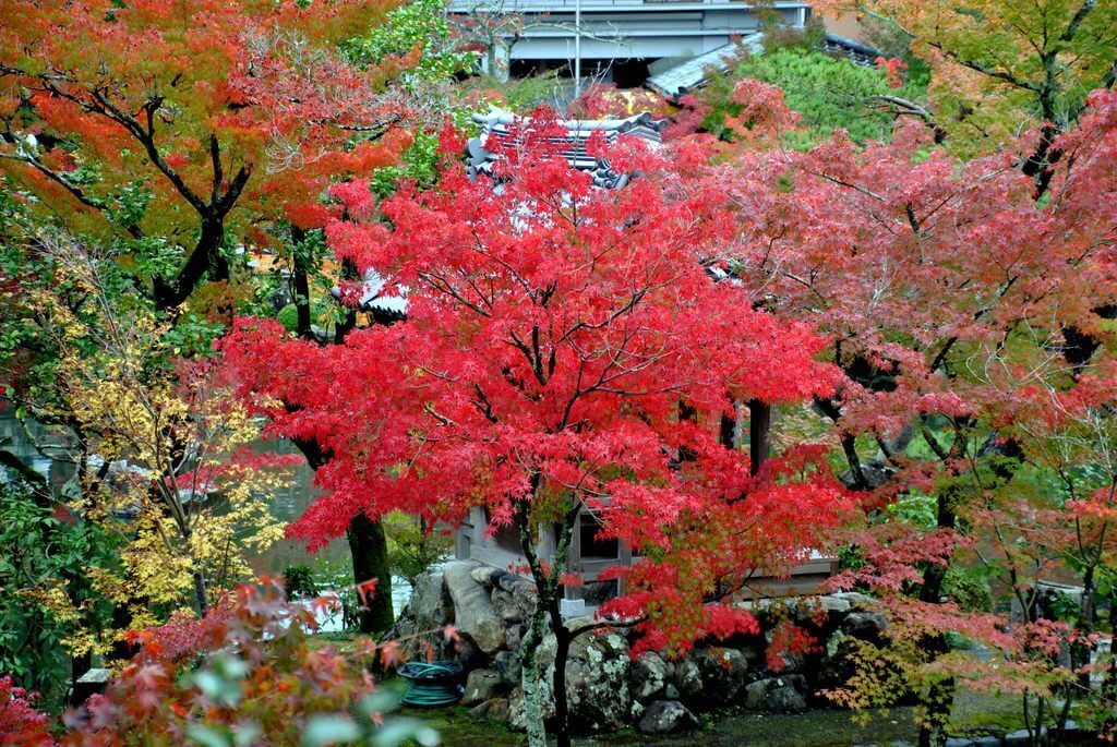 Momiji en el Templo Eikan-do