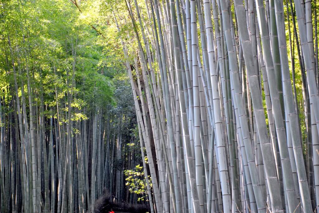 bosque de Arashiyama