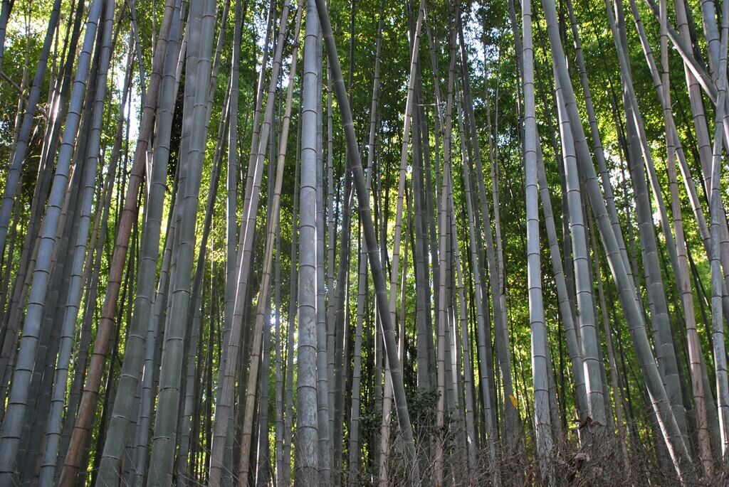 Bosque de Arashiyama