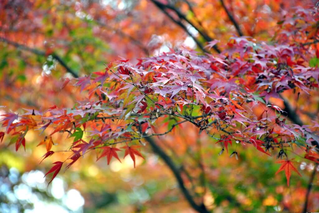 Momiji, oeste de Kioto