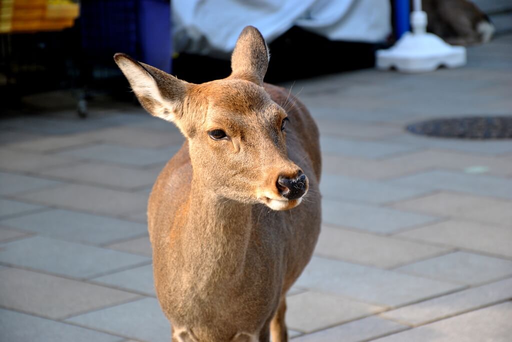 qué ver en Nara
