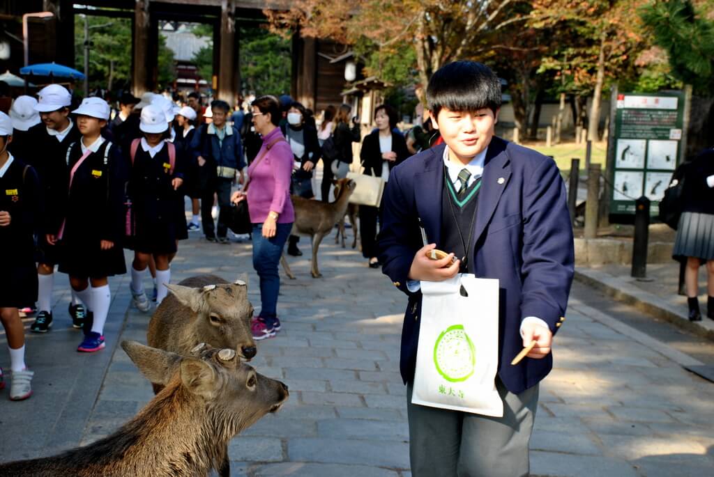 ciervos sika en Nara