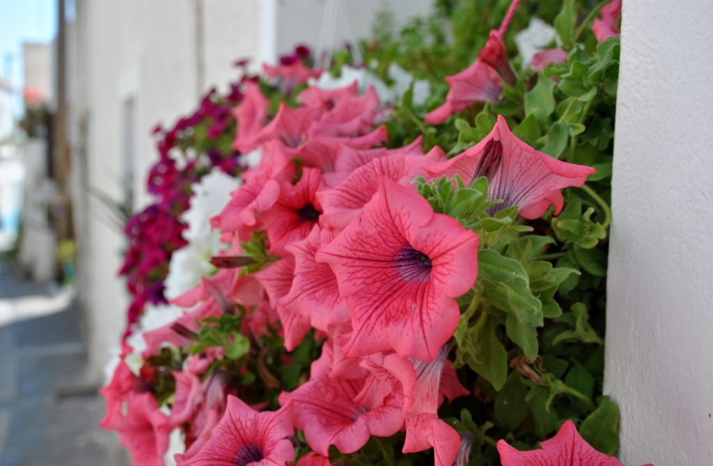 Flores en Trypiti, Milos