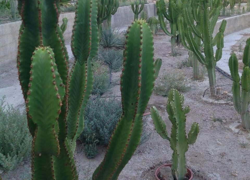 Varios cactus del vivero