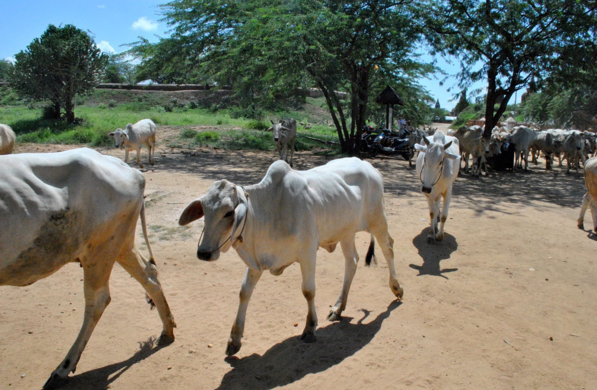 Vacas del poblado