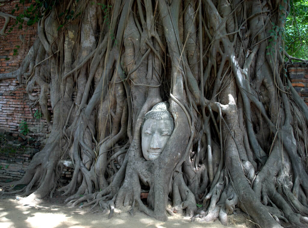 Cabeza de Buda enredada entre la raíz del árbol