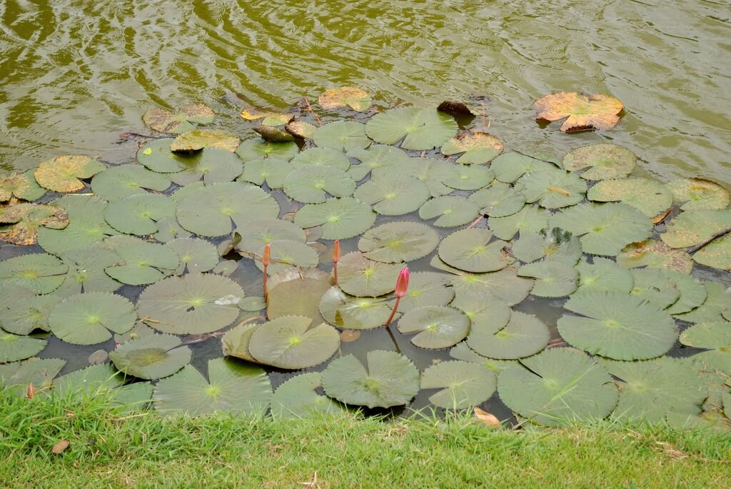 guía para visitar Sukhothai