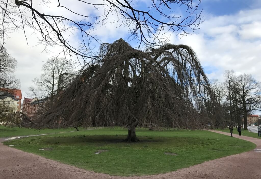 Kungsparken, Malmö