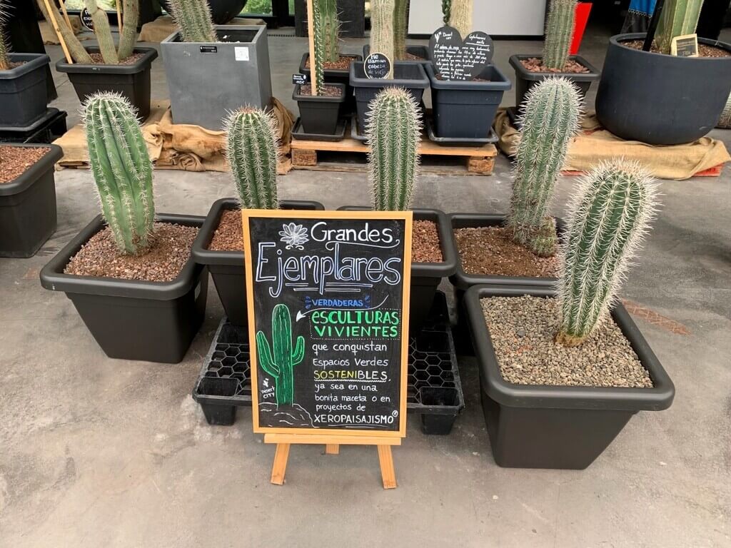 Los cactus son los reyes de Desert City