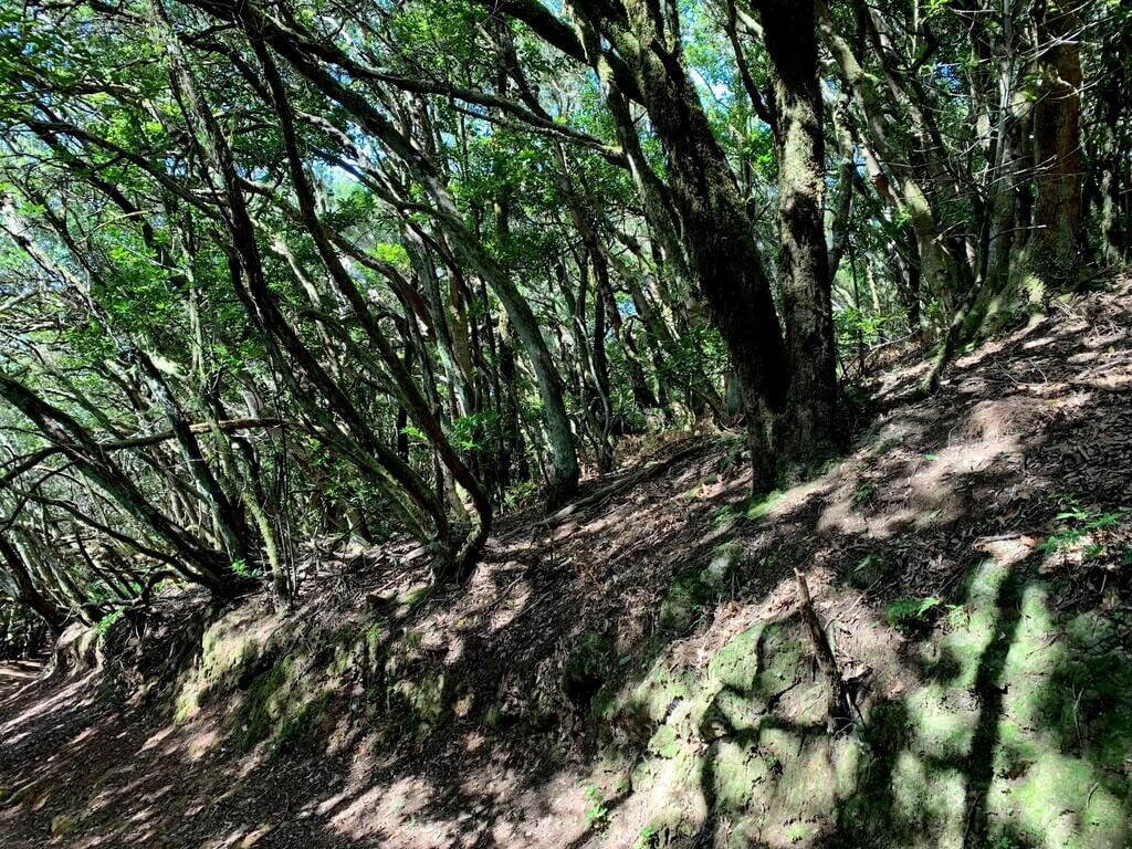 Bosque de laurisilva de Anaga