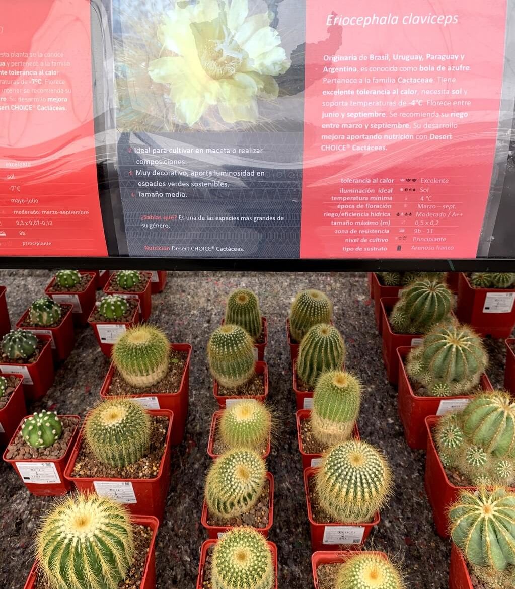 Diferentes tipos de cactus y sus características