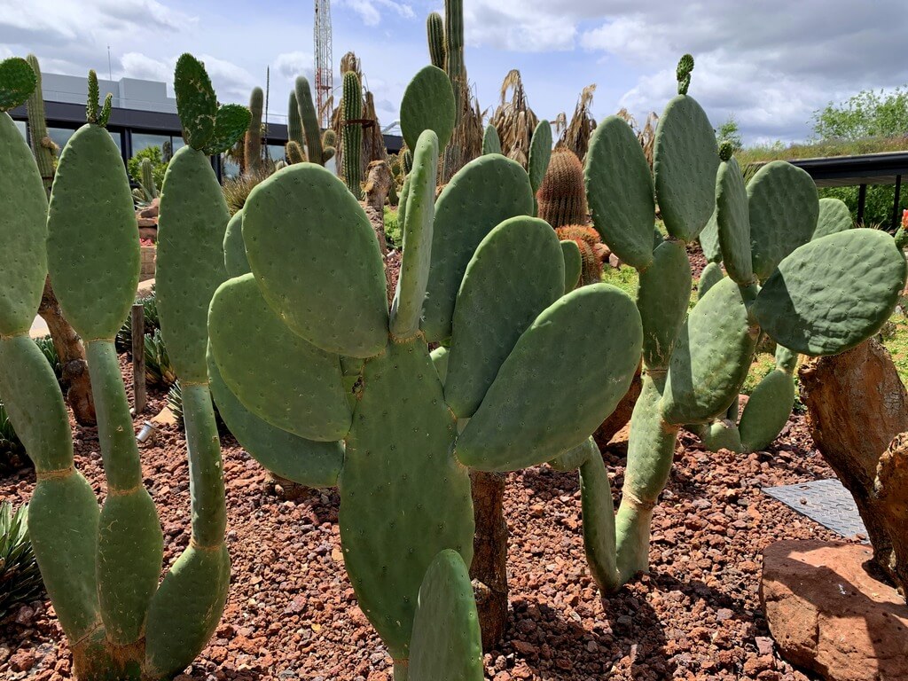 Desert City, el vivero de cactus de Madrid