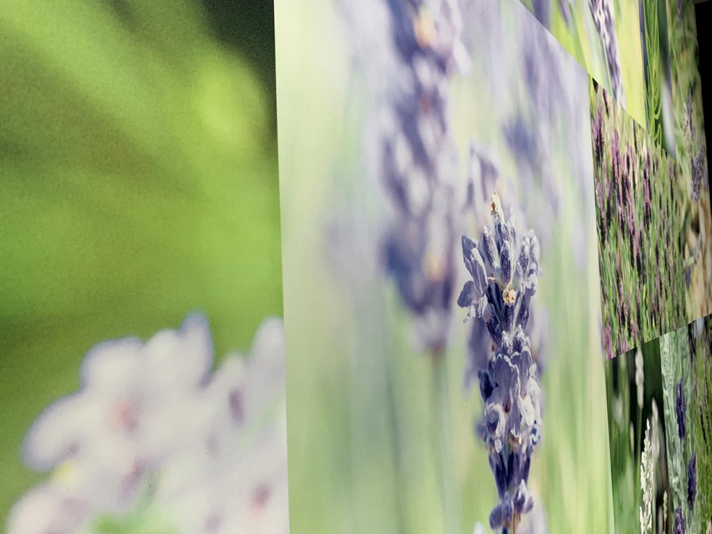 campos de lavanda de Tiedra