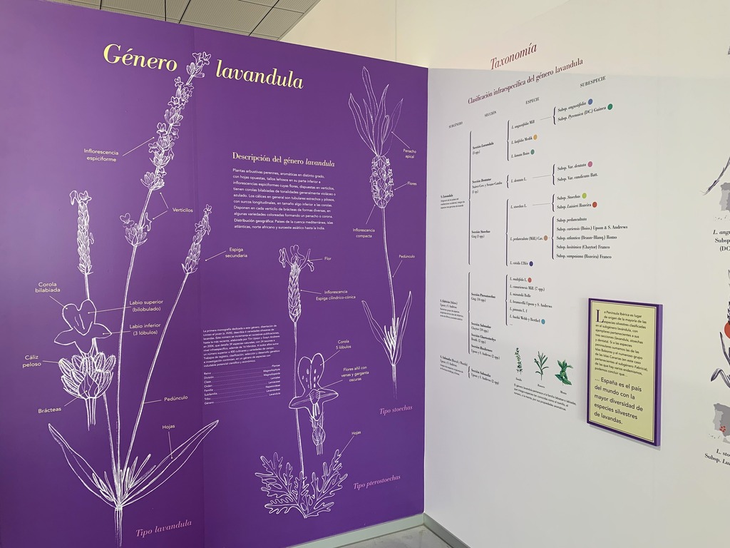 Morfología de la planta aromática de la lavanda