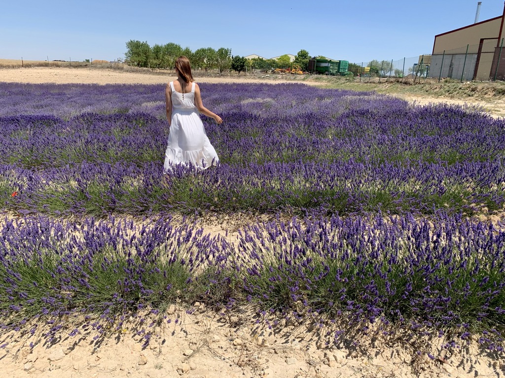 Jardín de lavanda del Centro de Interpretación