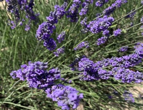 Un día en los campos de lavanda de Tiedra (Valladolid)