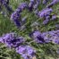 campos de lavanda de Tiedra