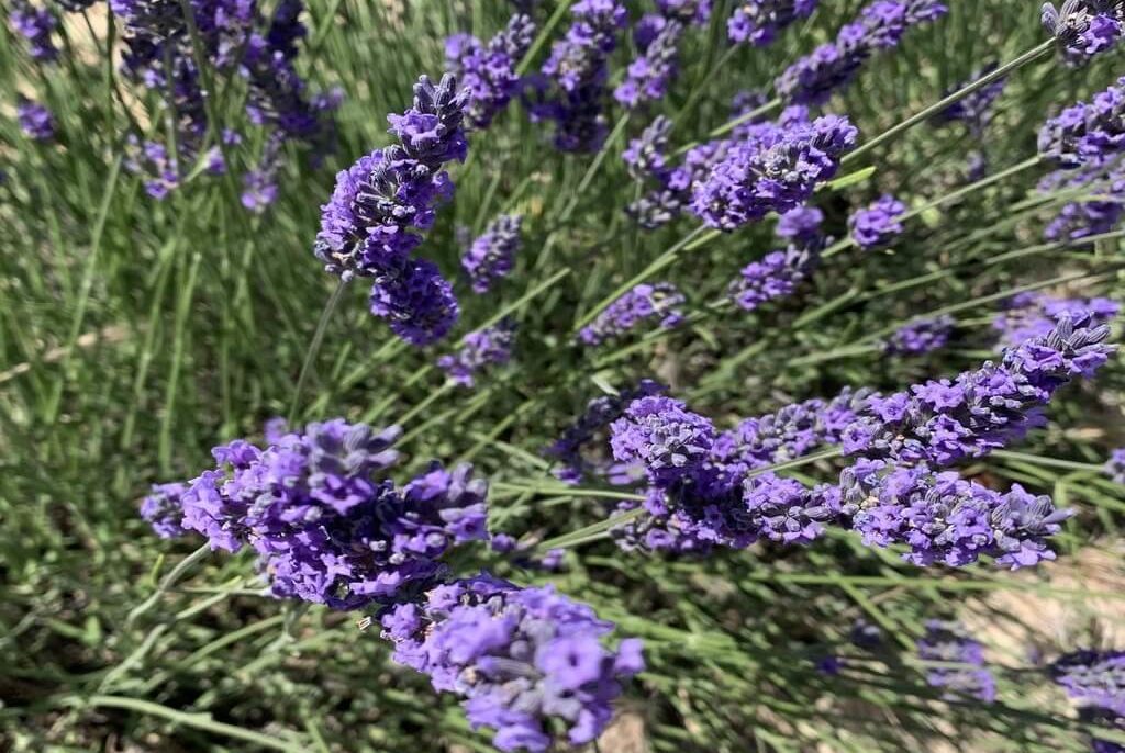 campos de lavanda de Tiedra