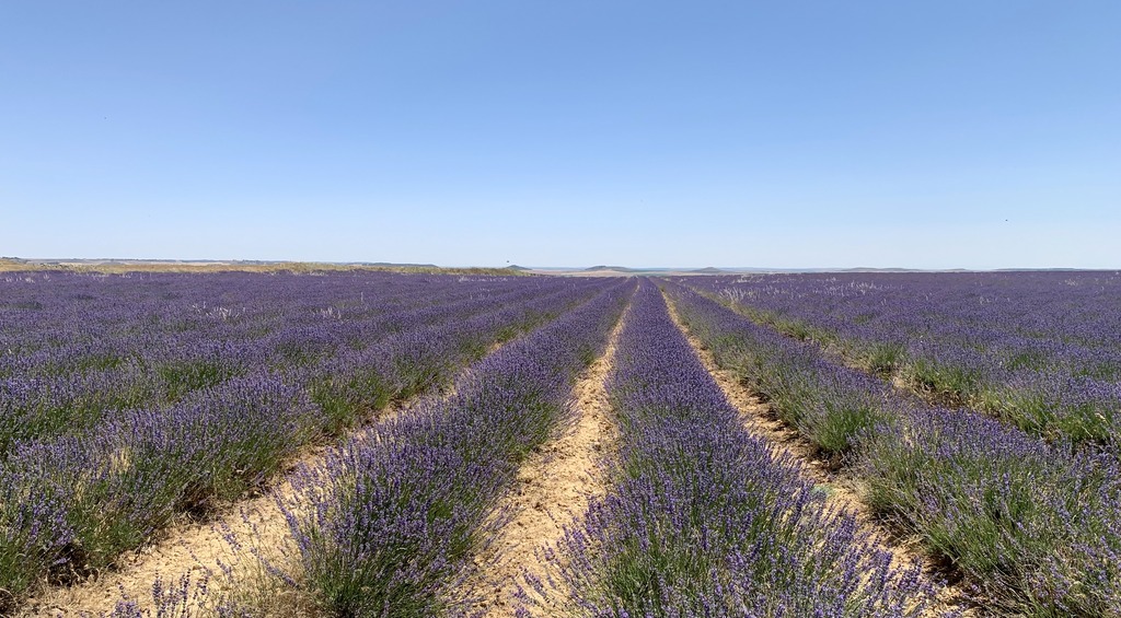 Campo C1 de lavanda