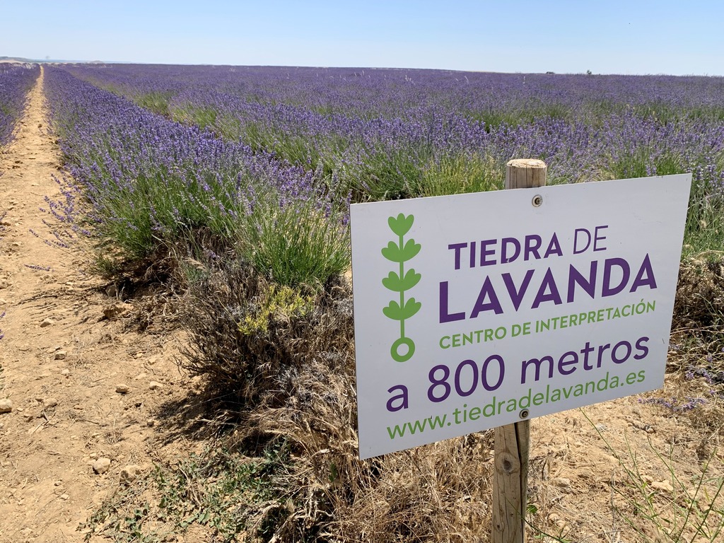 Campo C1 de lavanda