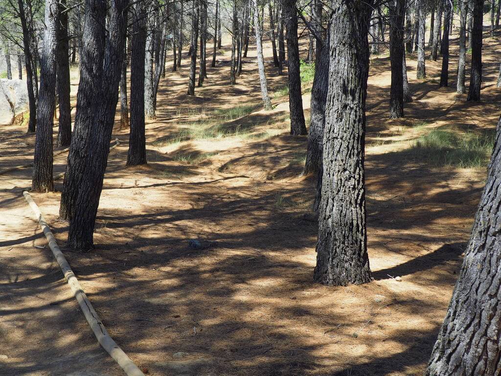 Sendero que marca el inicio de la ruta