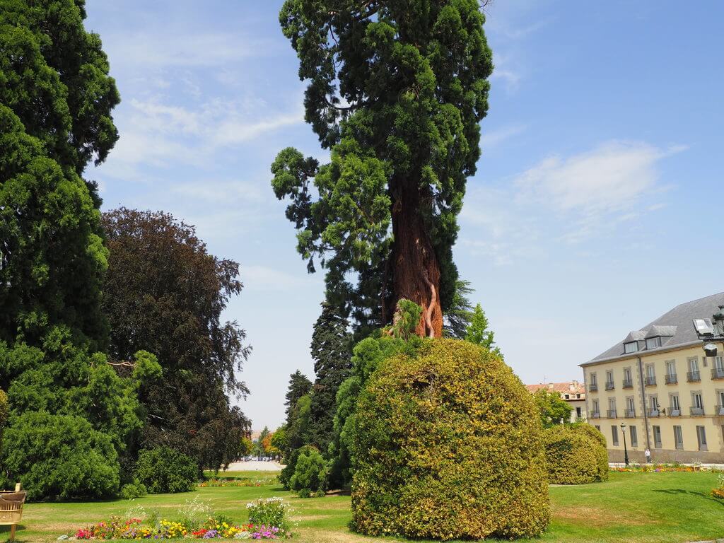 Secuoya gigante