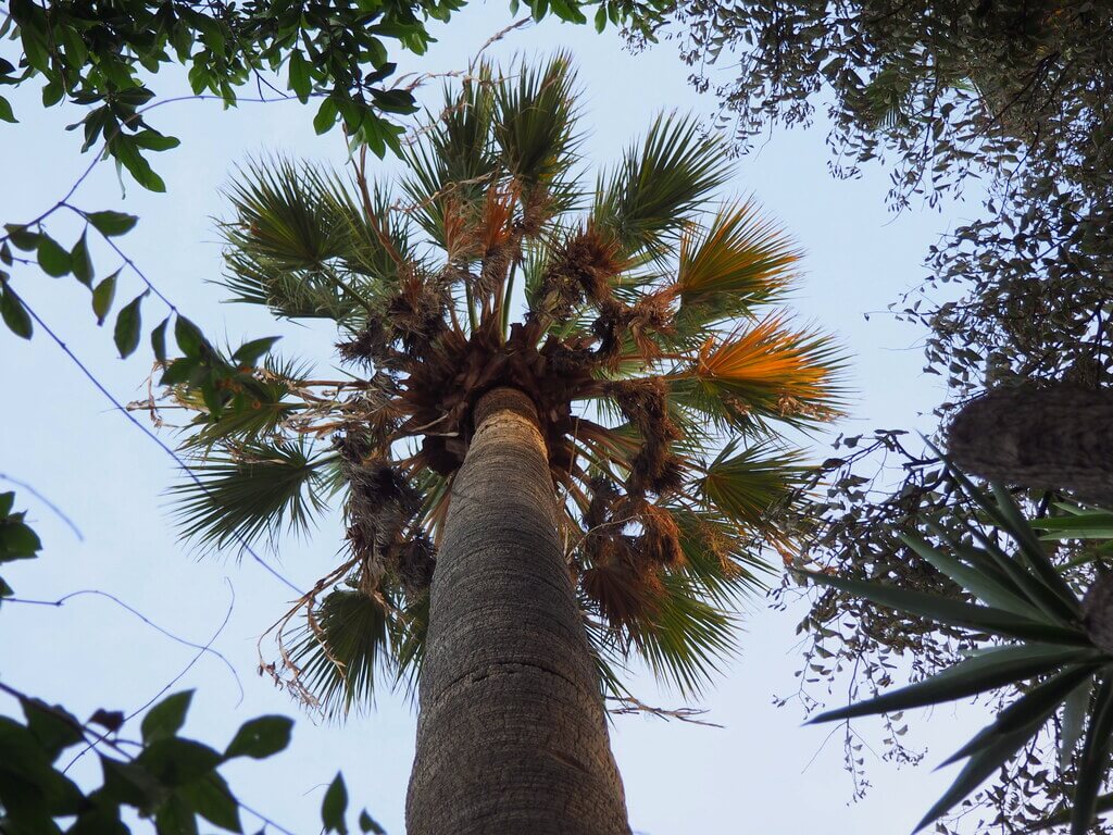 Palmera