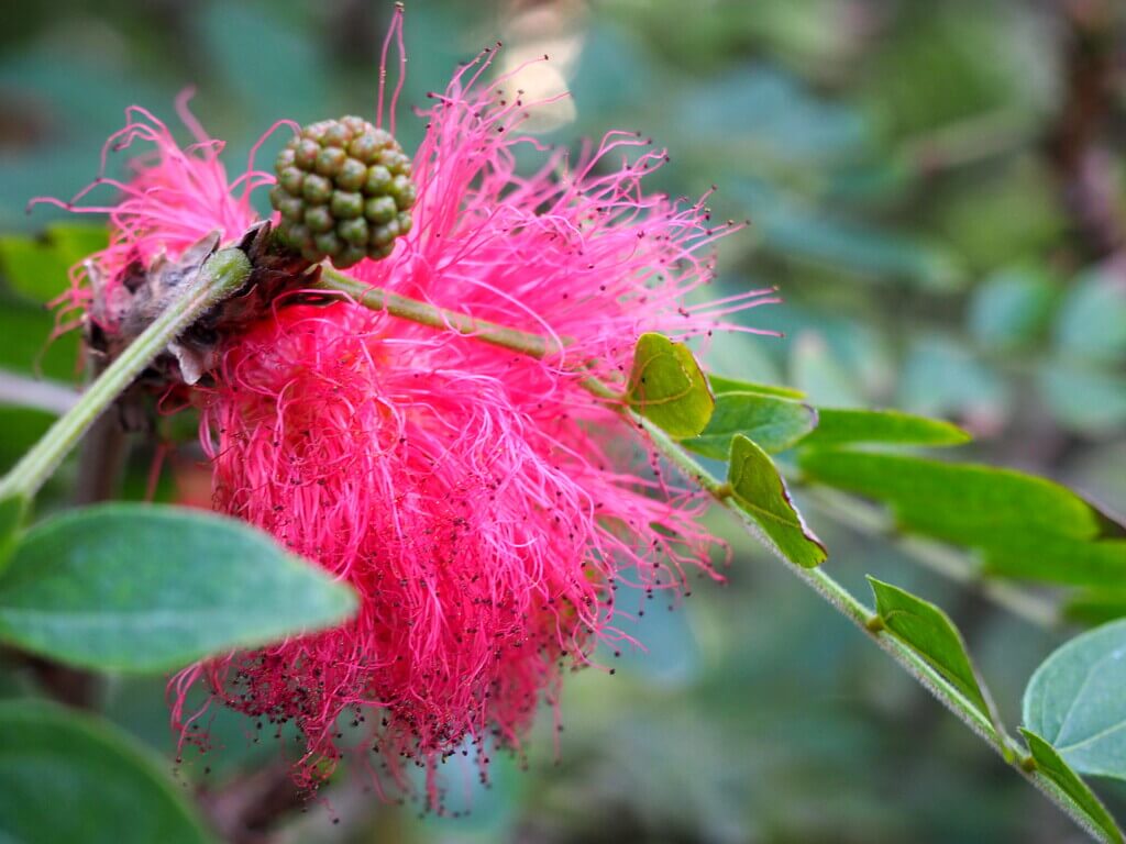 Exótica planta en el Jardín Botánico del Puerto