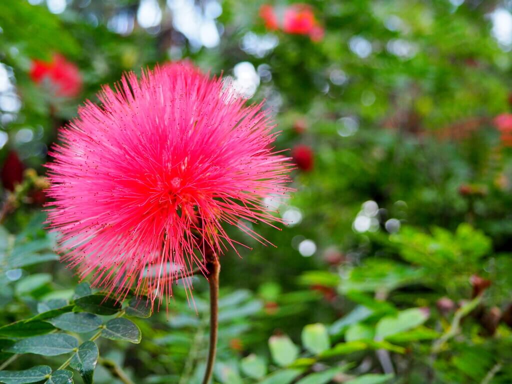 El jardín cuenta con numerosas flores exóticas