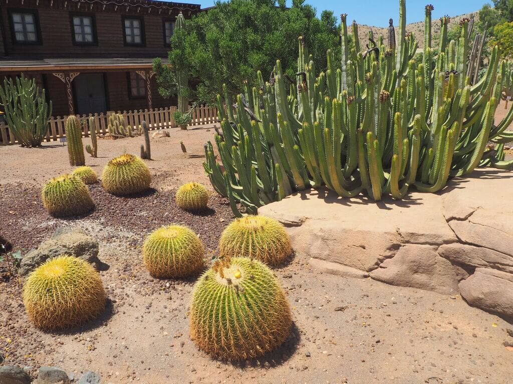 Cactus del jardín