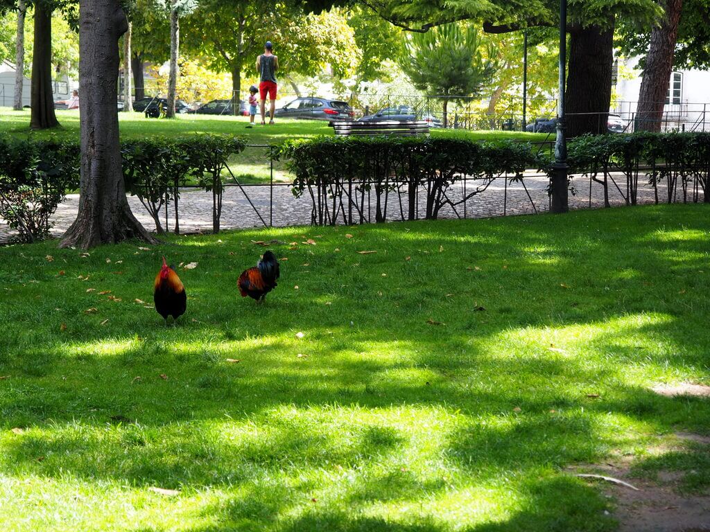 Gallos en el Campo dos Mártires da Pátria