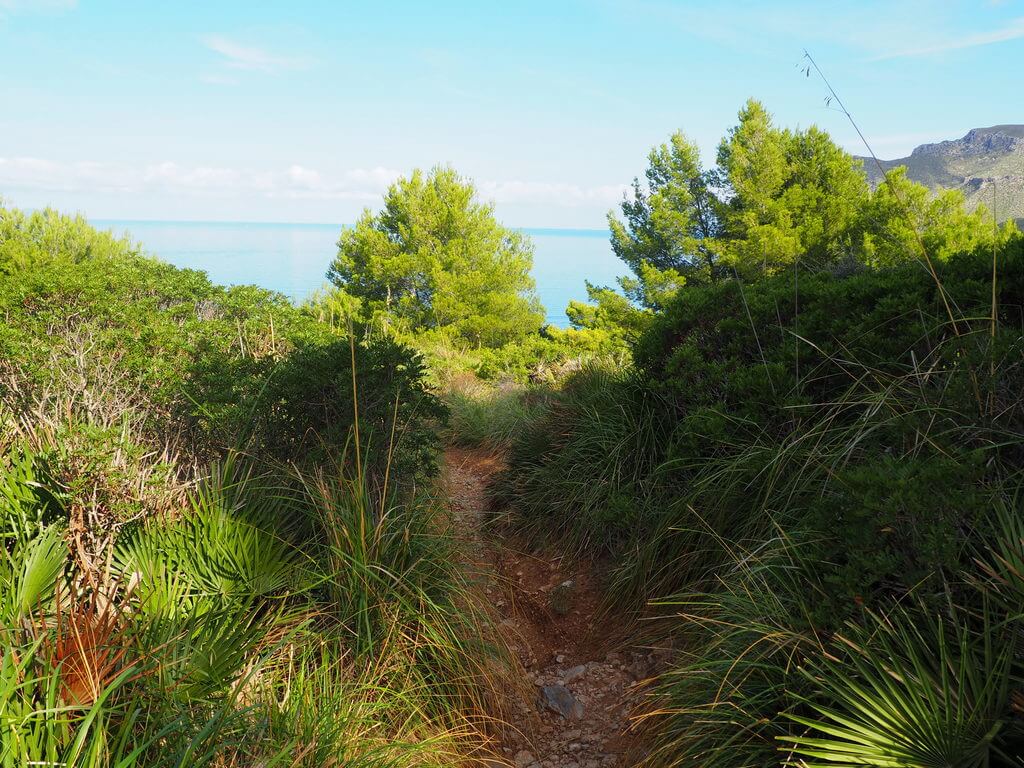 Sendero que conduce a Cala Na Clara