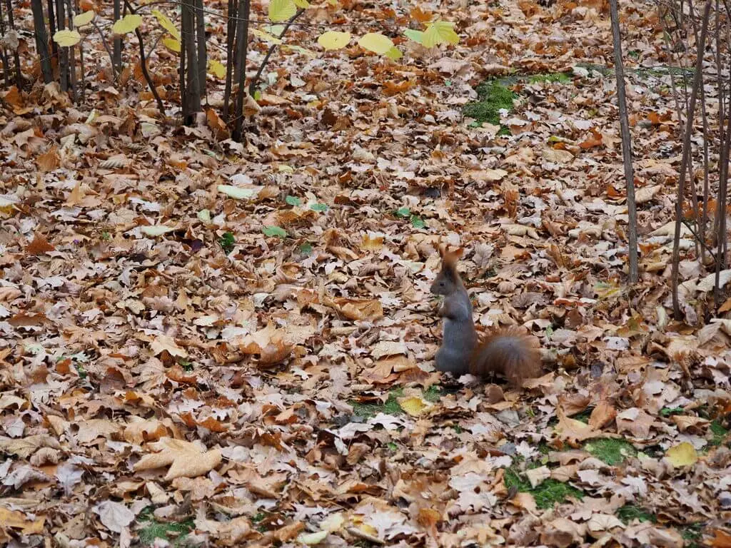 Una ardilla en el Parque Lazienki