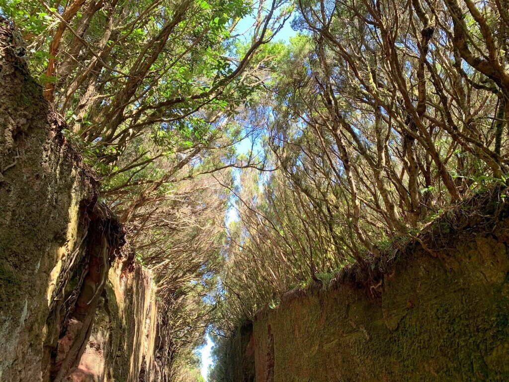 Pared de laurisilva en el Parque rural de Anaga