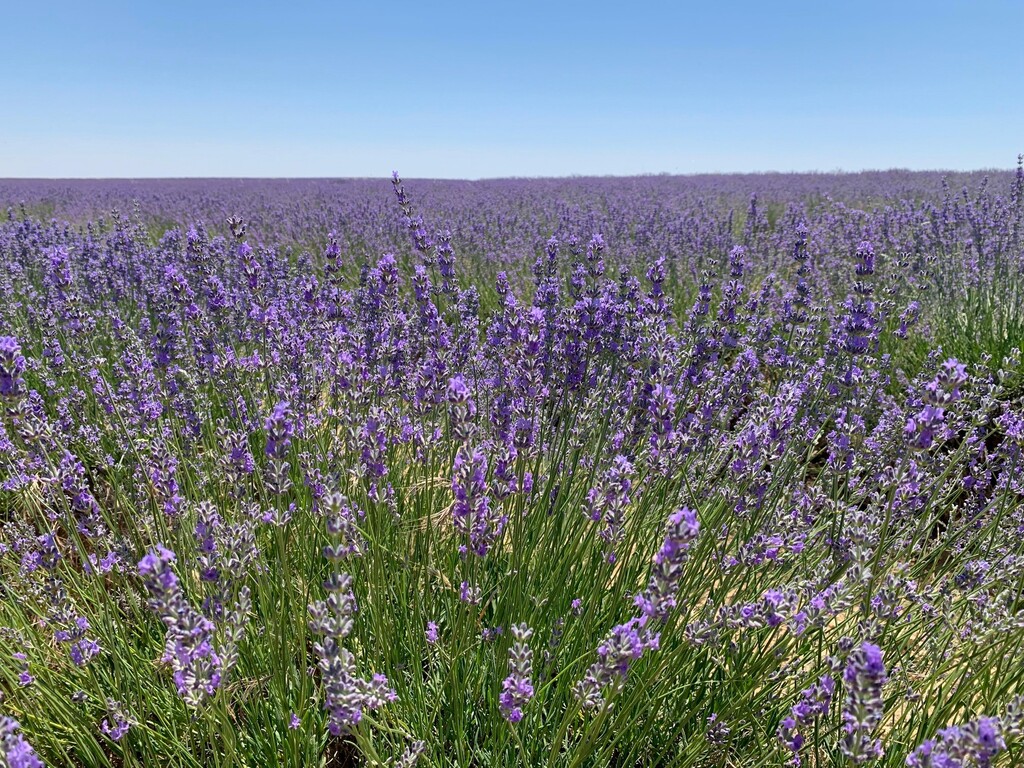  lavanda en Tiedra