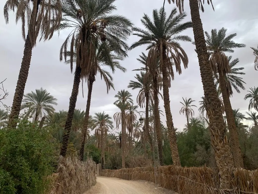 Palmeral de Tozeur